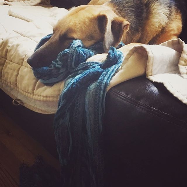 Ziva is on the coucch with her head resting on a blue scarf